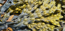 Fucus Vesuculous