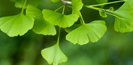Ginkgo biloba L