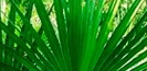 Serenoa Rapens
