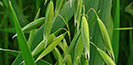 Avena Sativa