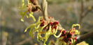 Hamamelis virginiana