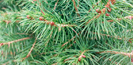 Pinus pinaster