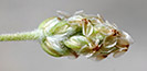 Plantago ovata